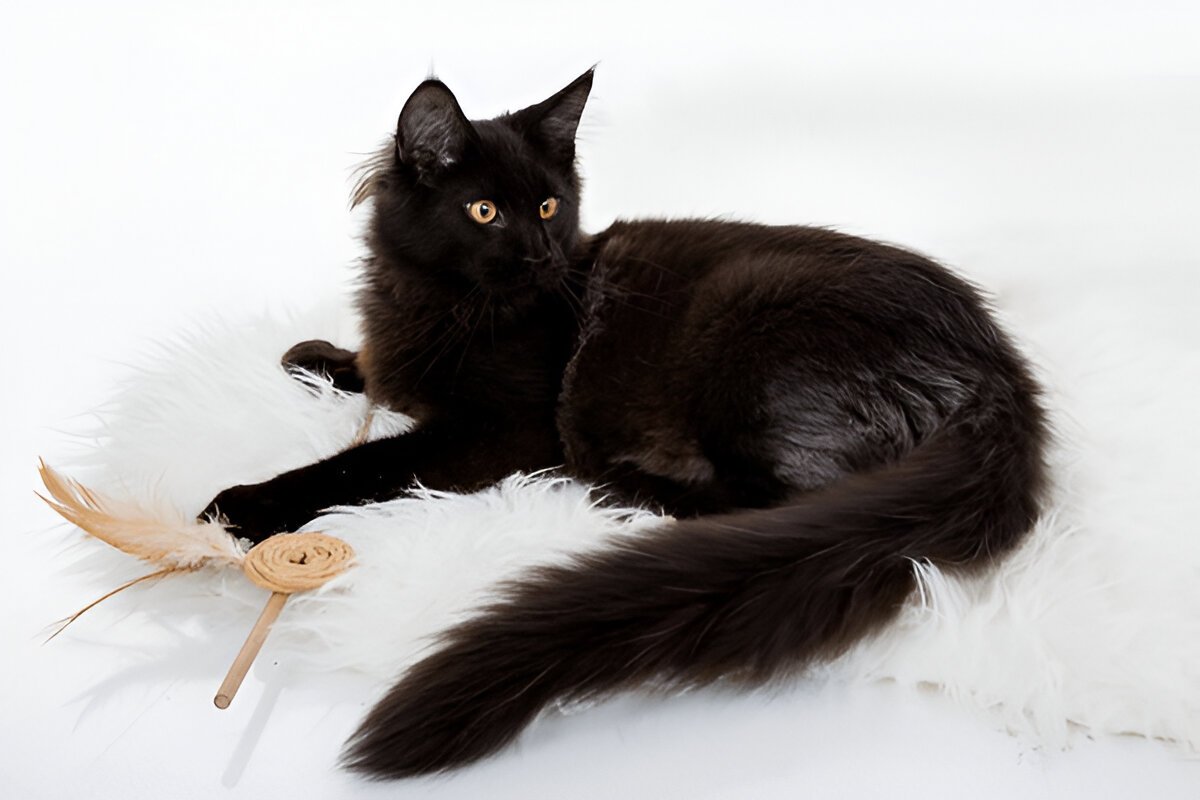 Black maine coon cat