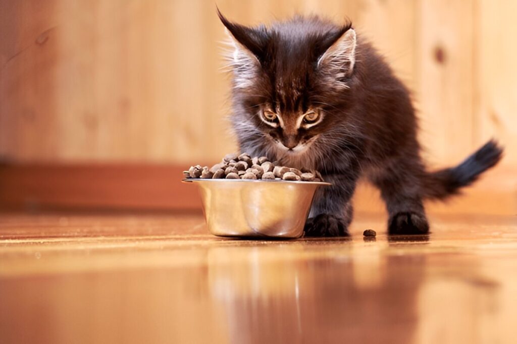 How much should I feed my Maine Coon?
