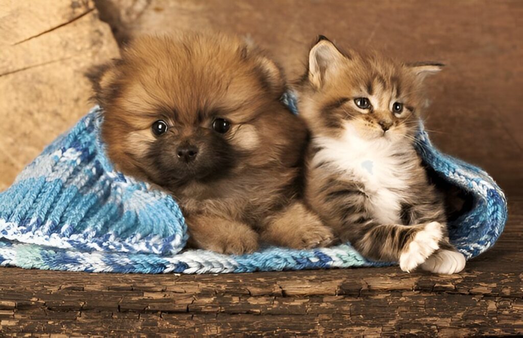 Are Maine Coons Good with Dogs
