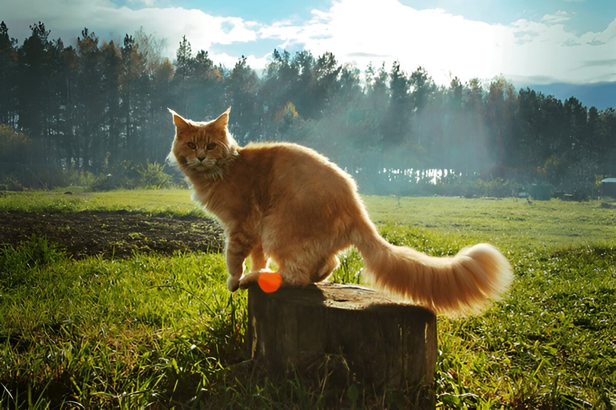 Where Do Maine Coon Cats Come From