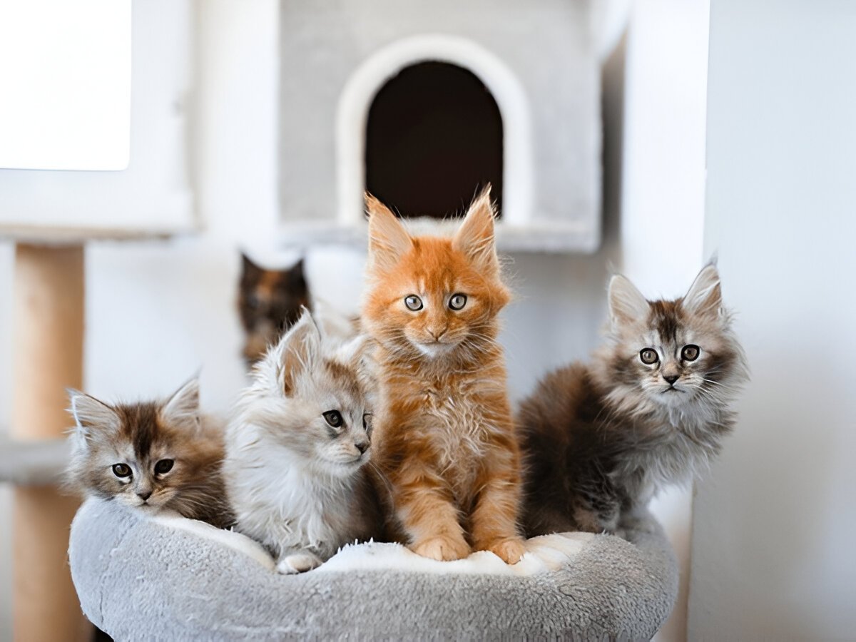 Buying A Maine Coon Cat - What You Need To Know