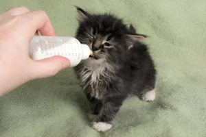 Maine Coon Cat Growth Stages