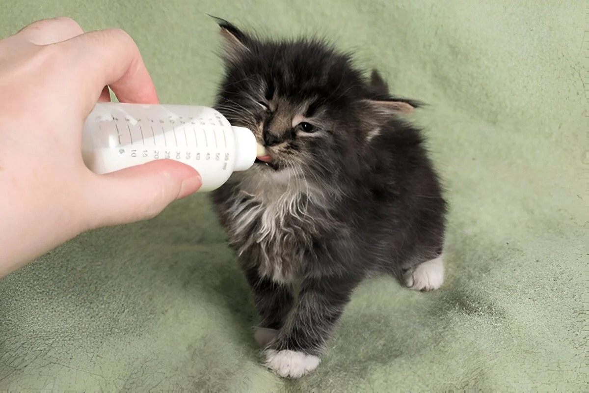 Maine Coon Cat Growth Stages