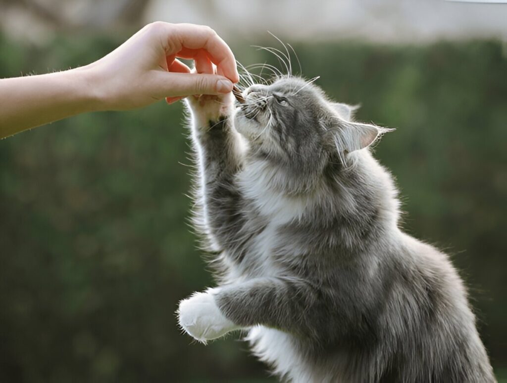 how much is a maine coon cat