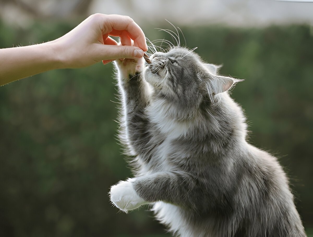 how much is a maine coon cat​