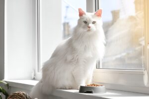 White Maine Coon cat