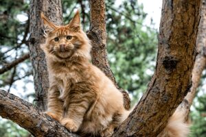 Maine Coon Size and growth stages