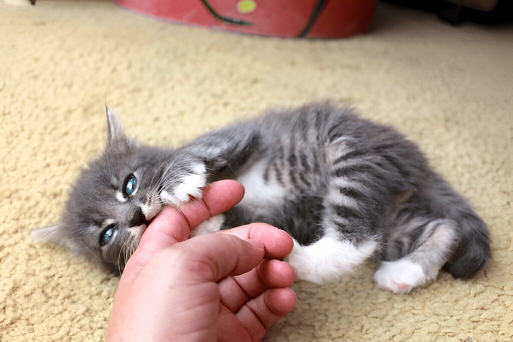 How Much Are Maine Coon Cats