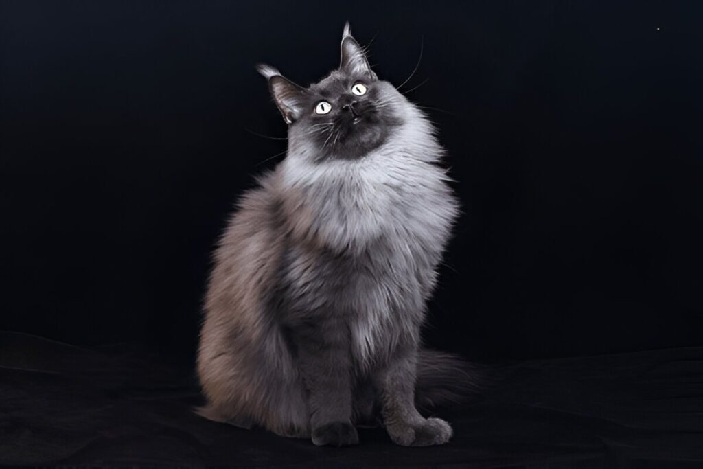 What Makes a Blue Tortie Maine Coon Unique