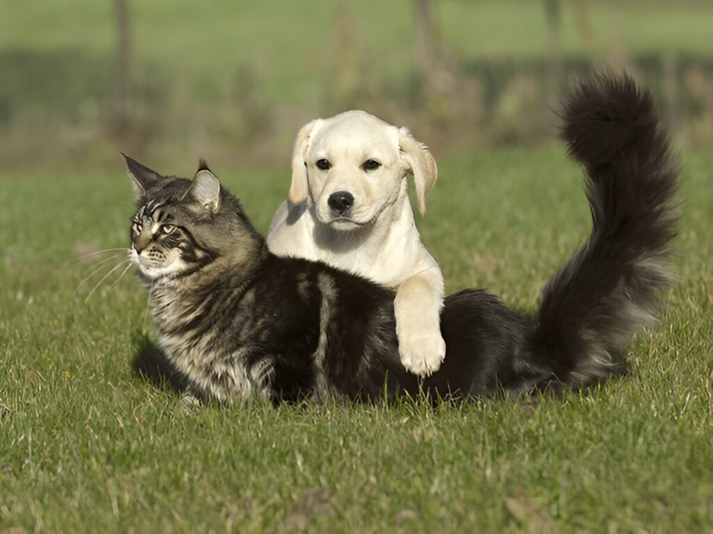 Can Maine Coons and dogs become friends