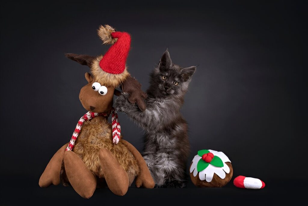 Maine Coon Grooming