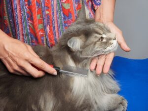 How Often Should I Brush Your Maine Coon