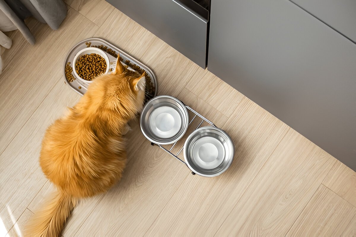 What Do Maine Coon Cats Eat