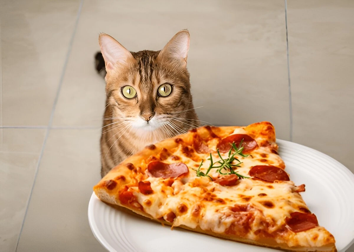 Can Cats Eat Pepperoni