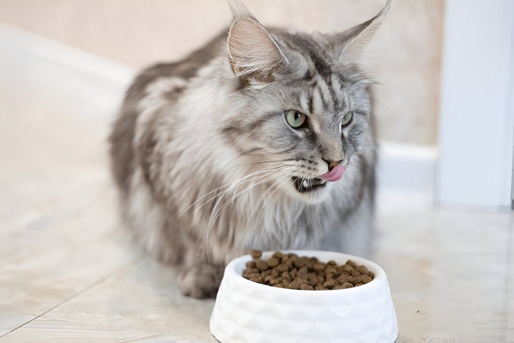 How Long Can a Cat Survive Without Food
