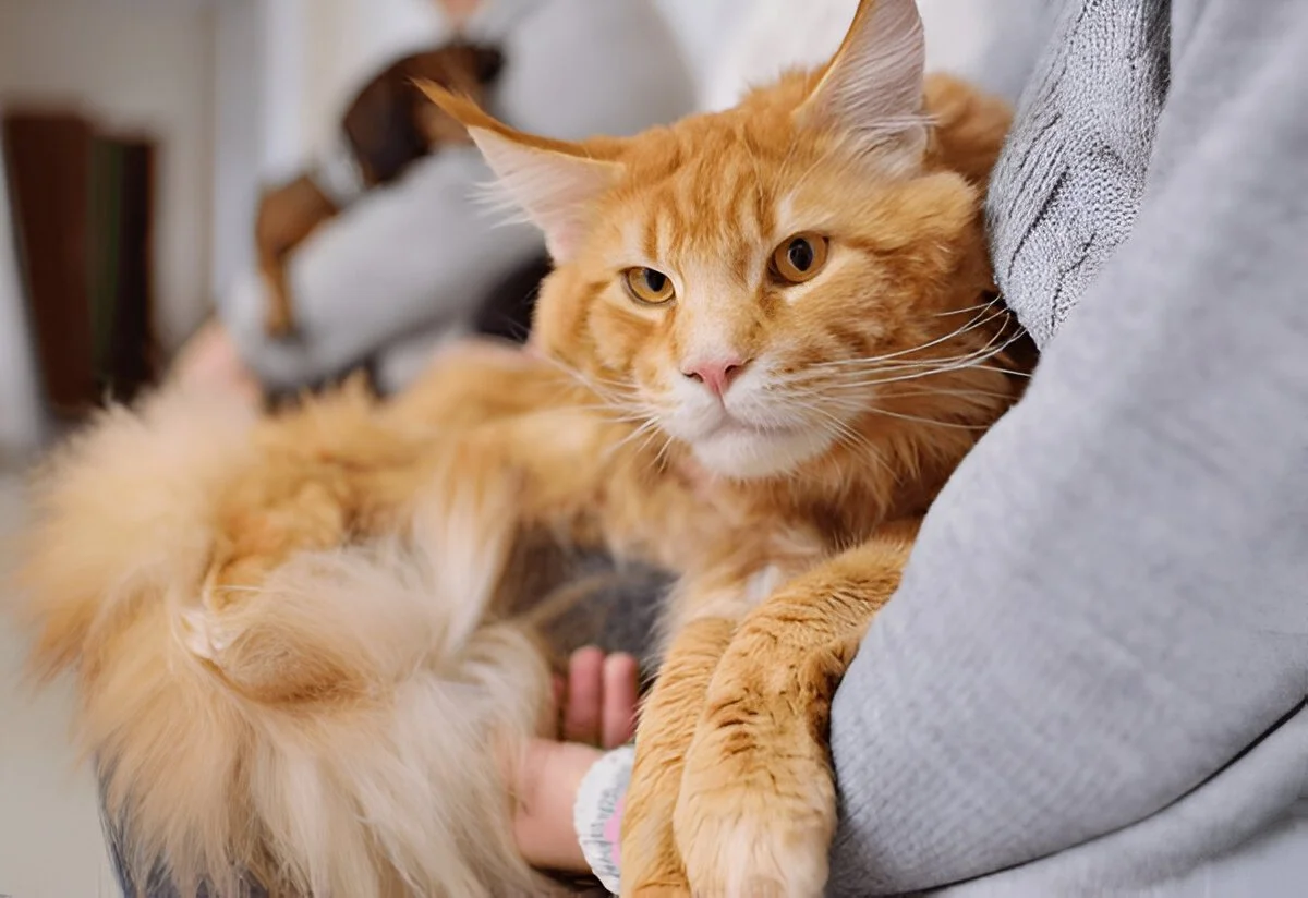 Maine Coon Breeder vs. Rescue