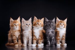 Maine Coon Colors and Patterns