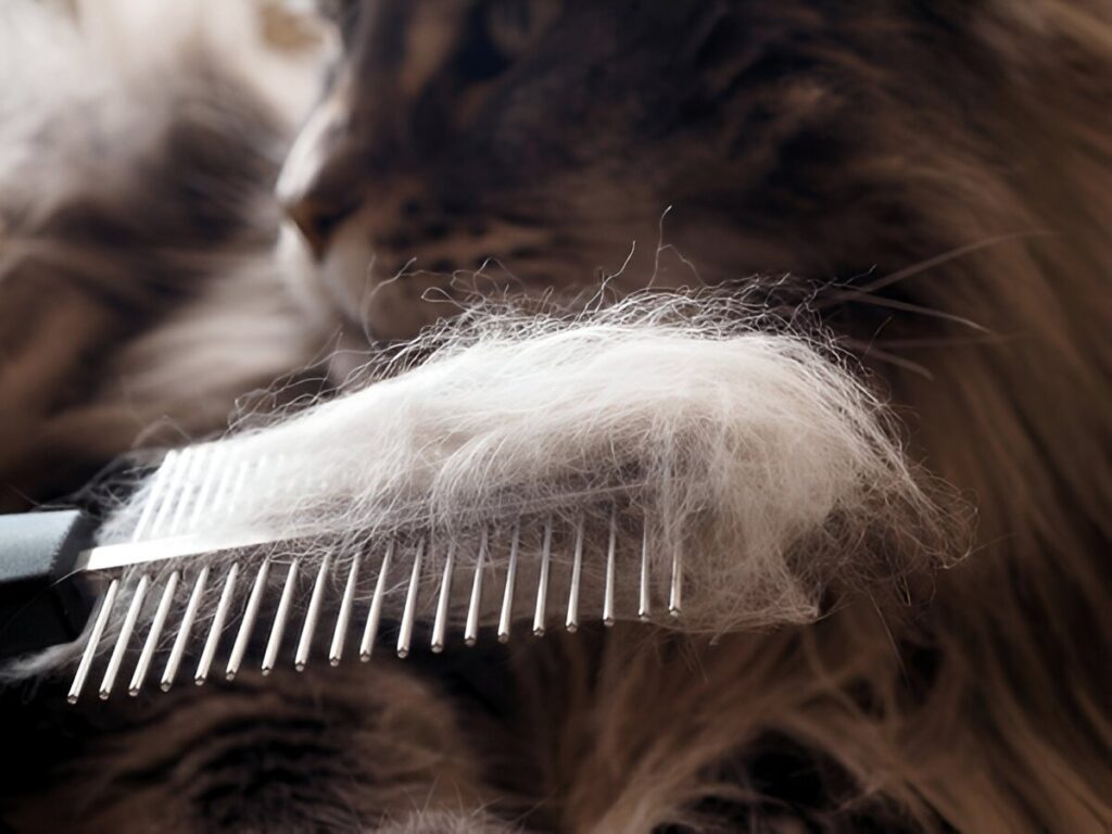 How Often Should I Brush Maine Coon