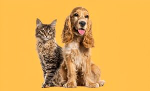 How to Introduce a Maine Coon to a Dog