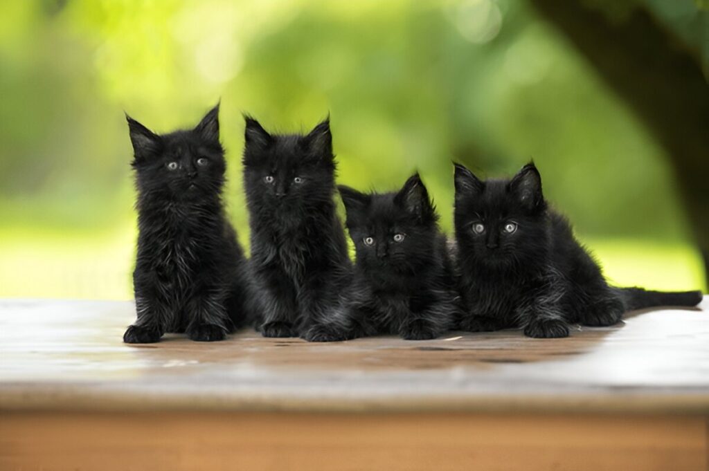 How Much Do Black Maine Coons Cost