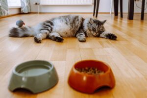 How Long Can a Cat Go Without Eating