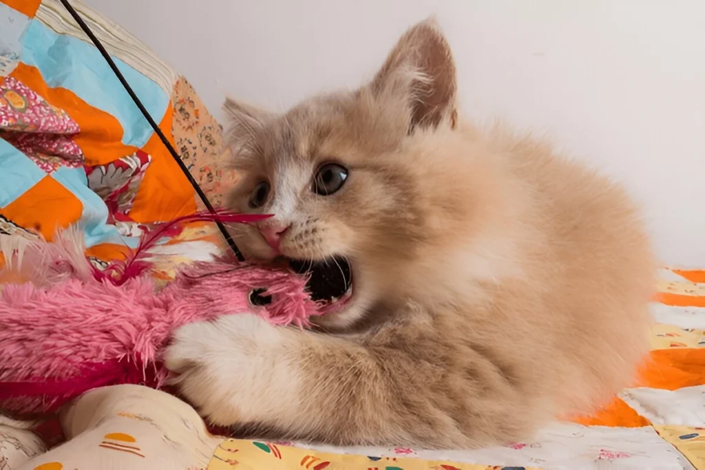 Top 10 Fun Activities to Keep Your Maine Coon Cat Active