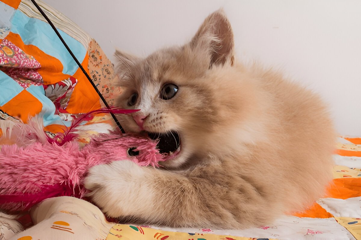 Bad Things About Maine Coon Cats