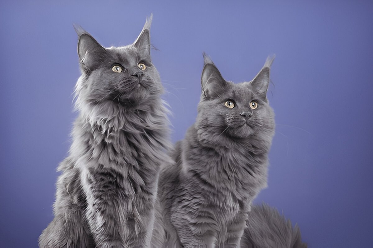 Are blue torties maine coons rare