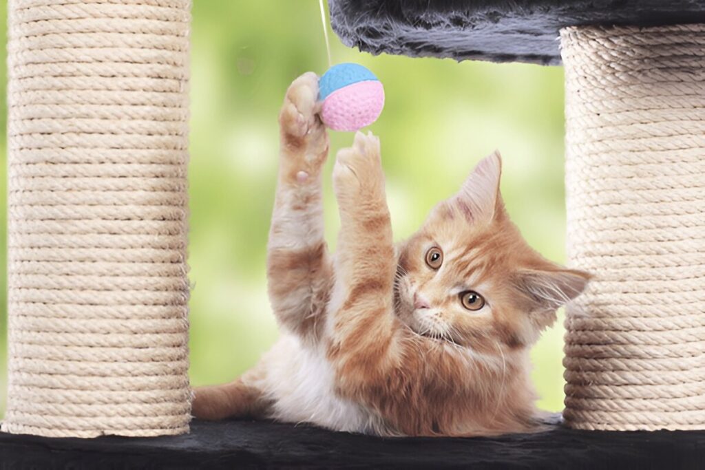 How is a Maine Coon cat’s personality different than other cats