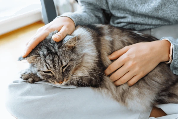 How Long Can a Cat Go Without Eating