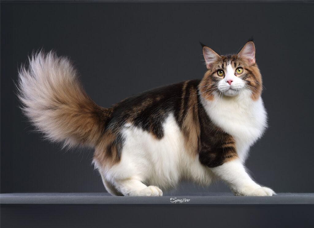 Maine Coon Growth Chart