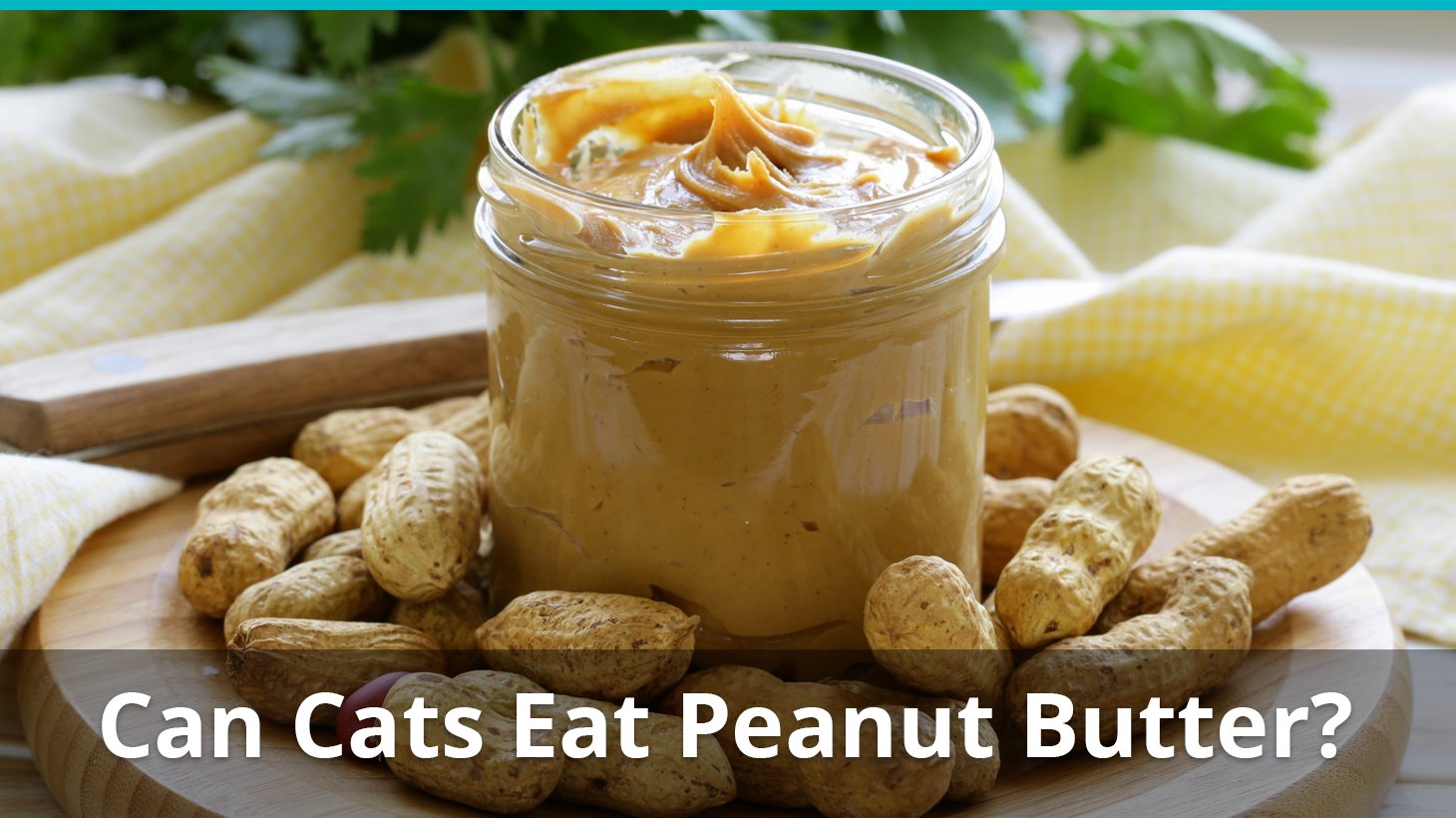 Can Cats Eat Peanut Butter