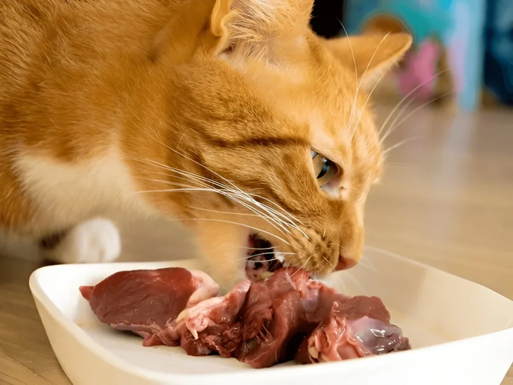 is raw meat safe for Maine coon