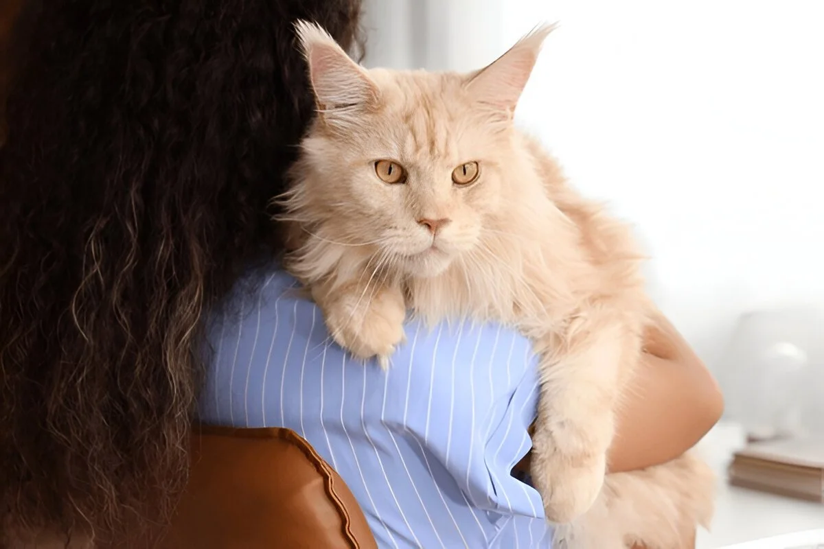Why does My Cat Jumps on My Back