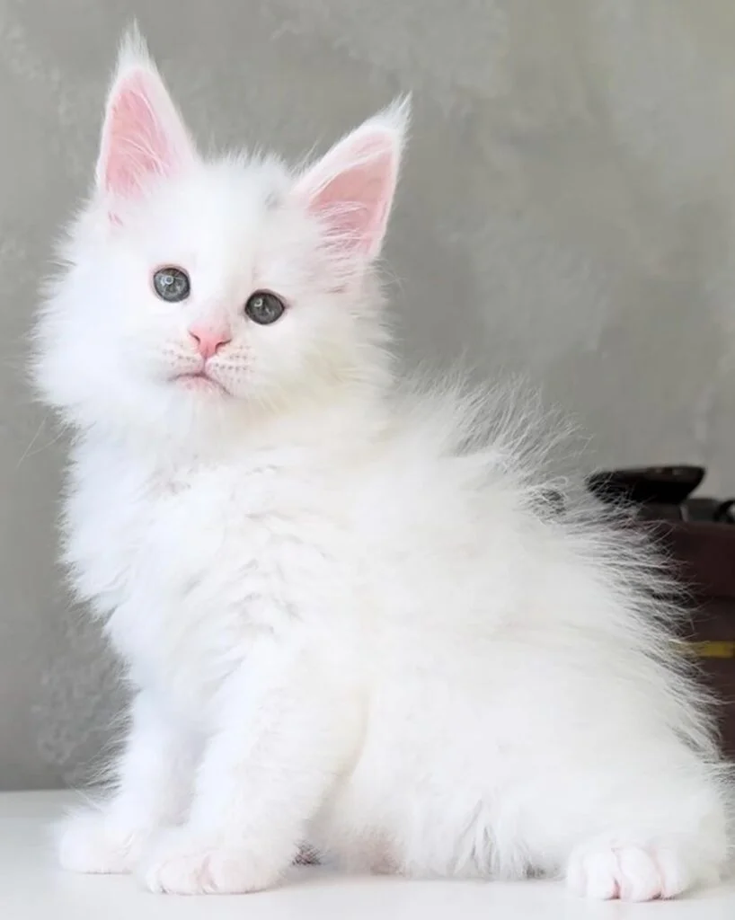7 Surprising Signs That Show You Have a Maine Coon Kitten