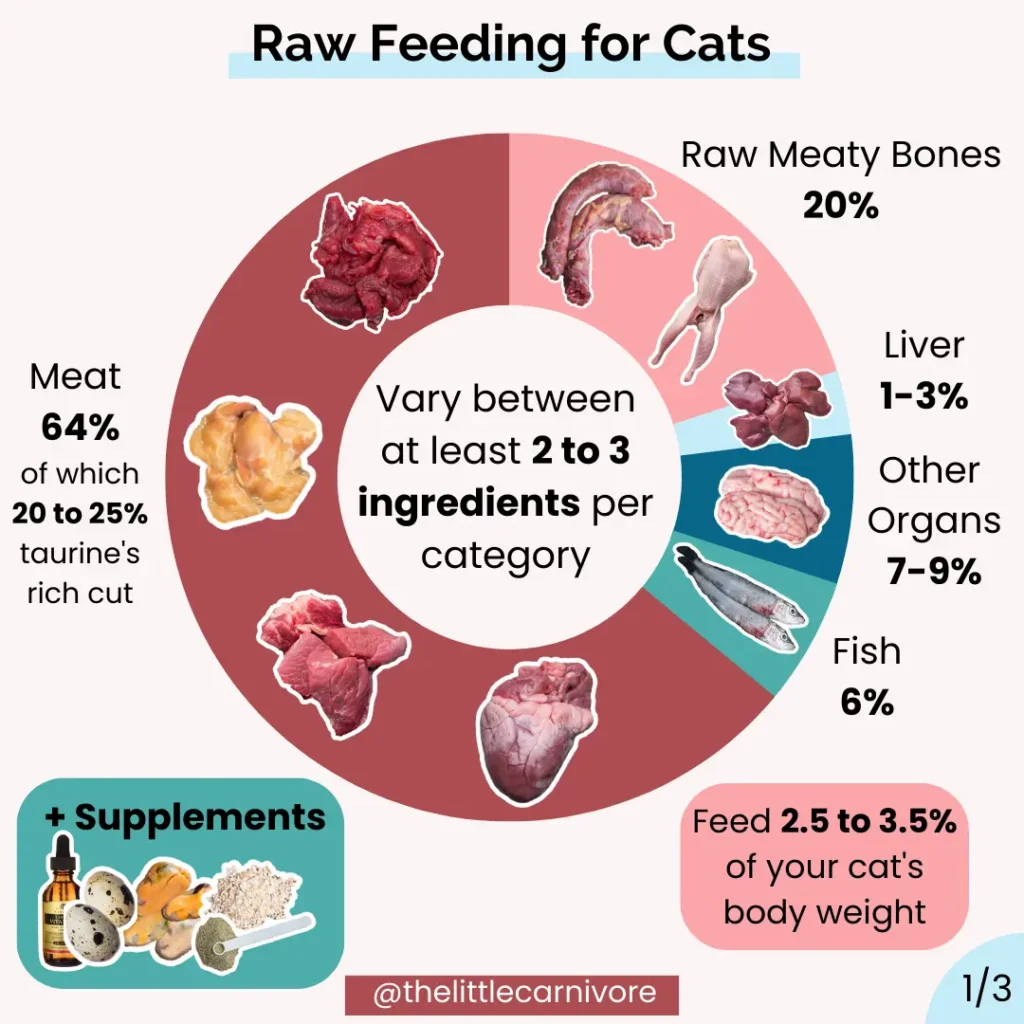 Type of Raw Meat For Maine Coon Cats