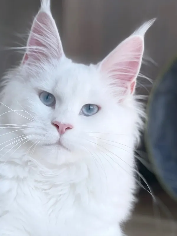 rate blue eye white maine coon