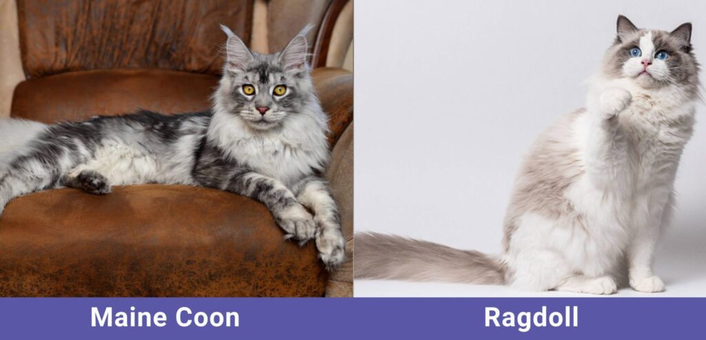 maine coon vs ragdoll comparison