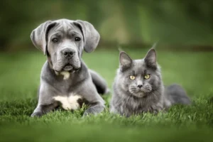 Do Maine Coons Get Along with Dogs