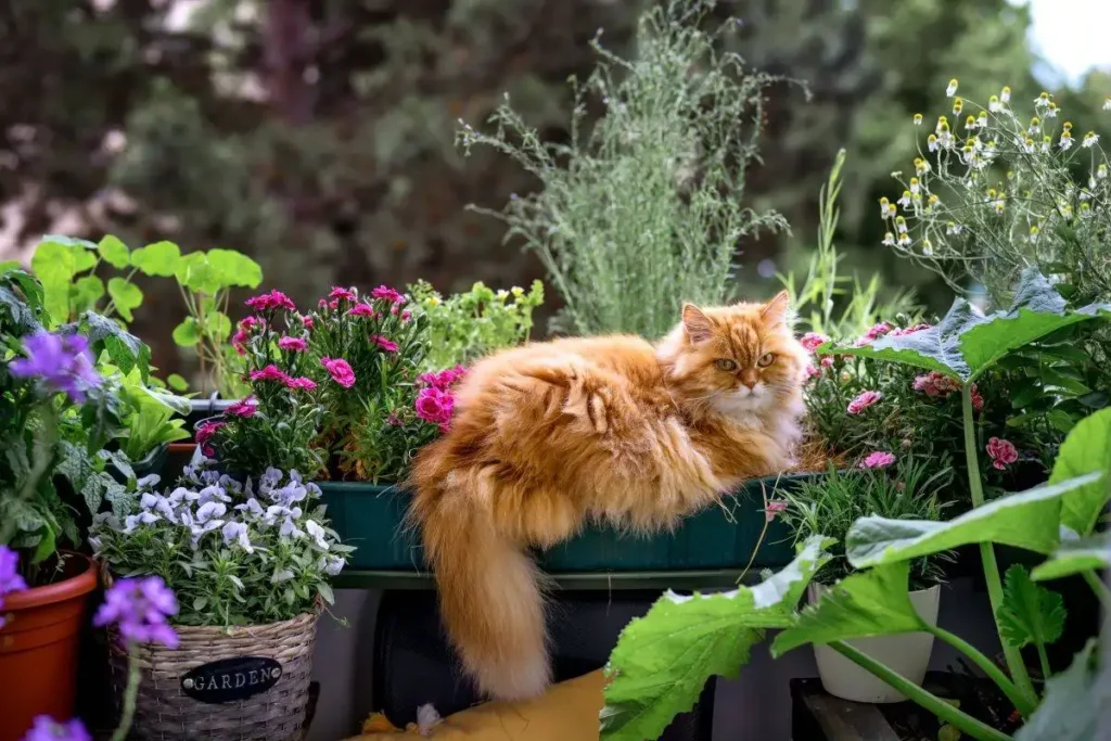 what are the most toxic plants for cats