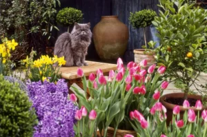 what flowers are toxic to cats