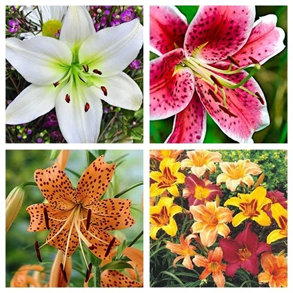 what flowers are harmful to cats