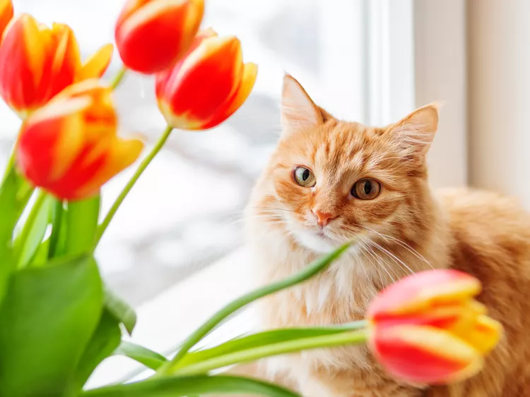 what flowers are not safe for cats