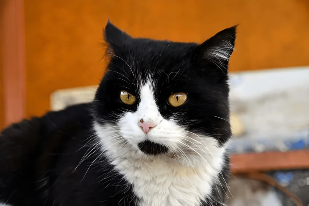 How Much Does a Tuxedo Maine Coon Cost