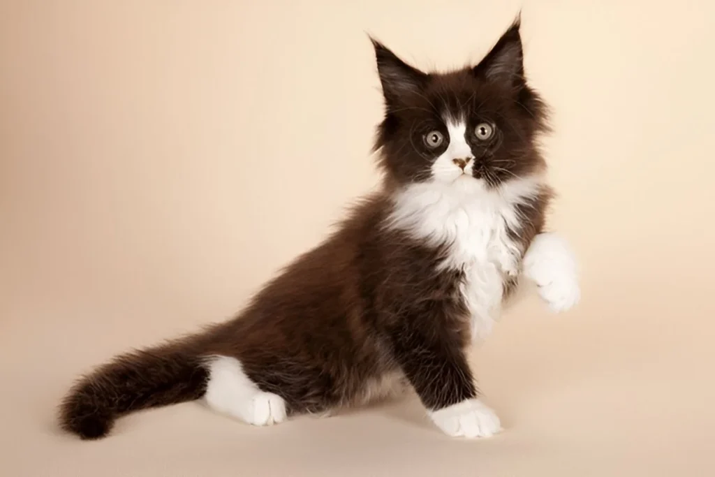 Are Tuxedo Maine Coons Rare