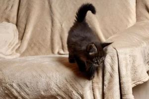 maine coon kittens for sale $450