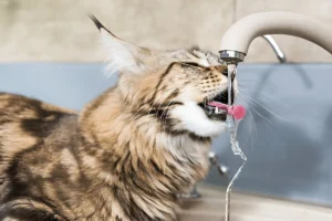 Why do Maine Coons Like Water